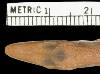 Media type: image;   Herpetology R-64510